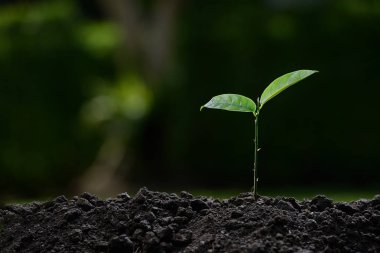 Doğanın arka planında sabah ışığında genç bir bitki