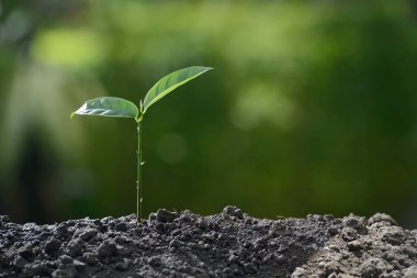 Doğanın arka planında sabah ışığında genç bir bitki