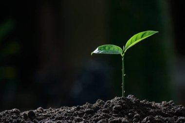 Doğanın arka planında sabah ışığında genç bir bitki