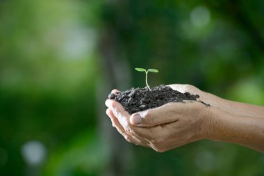 Yeşil bir genç bitki doğa arka plan üzerinde sabah ışık tutan eller