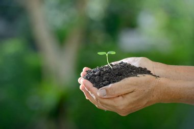 Yeşil bir genç bitki doğa arka plan üzerinde sabah ışık tutan eller