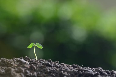 Doğanın arka planında sabah ışığında genç bir bitki