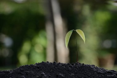 Doğanın arka planında sabah ışığında genç bir bitki