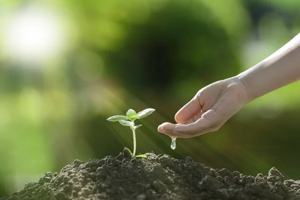 Main d'enfant arrosant une jeune plante dans la lumière du matin — Photo