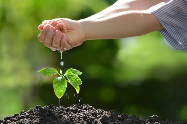 Zwei Hände, die eine grüne junge Pflanze zusammenhalten — Stockfoto