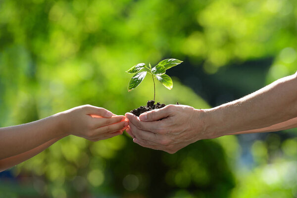 Two hands holding together a green young plant