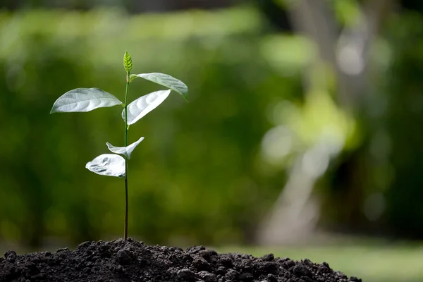 Jonge plant in de ochtend licht op de natuur achtergrond — Stockfoto