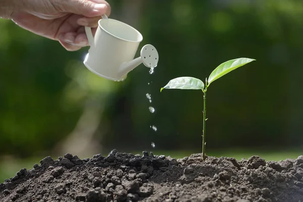 Sprout vandes fra en vandkande på naturen baggrund - Stock-foto