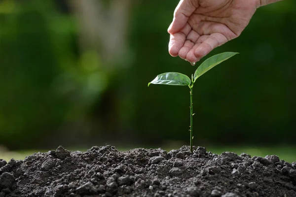 Die Hand des Bauern, der eine junge Pflanze vor dem Hintergrund der Natur gießt — Stockfoto