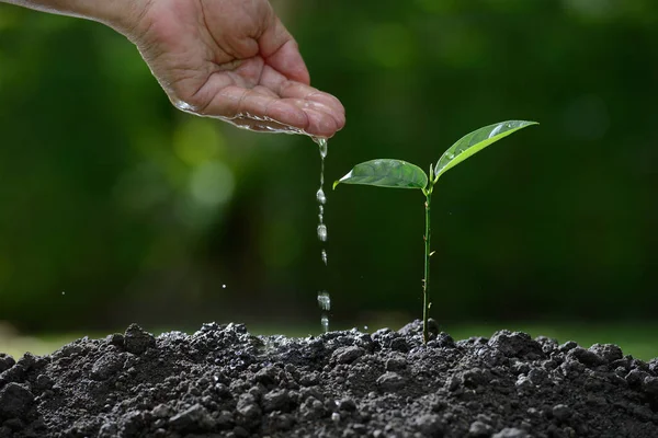 Landmandens hånd vanding en ung plante på naturen baggrund - Stock-foto