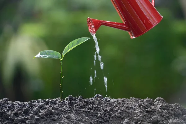 Brote regado de una regadera sobre fondo natural — Foto de Stock