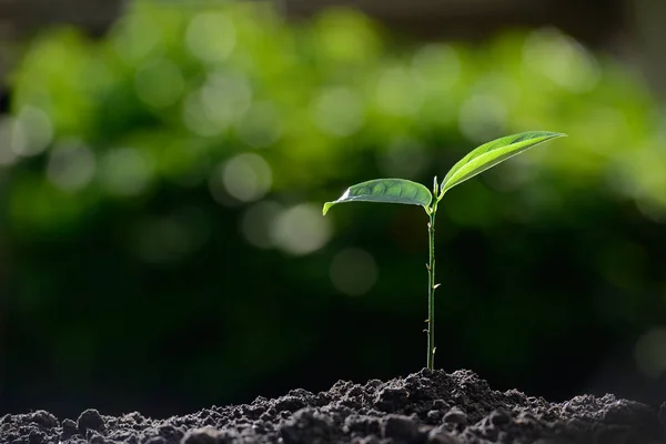 Planta joven en la luz de la mañana en el fondo de la naturaleza —  Fotos de Stock