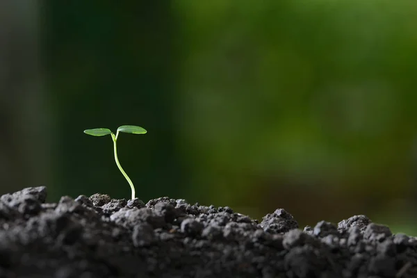 Young plant in the morning light on nature background — Stock Photo, Image