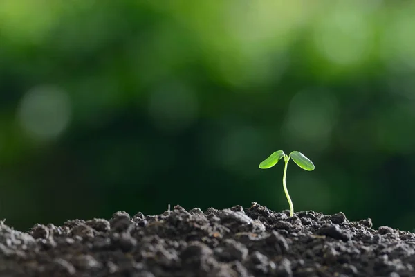 Planta joven en la luz de la mañana en el fondo de la naturaleza —  Fotos de Stock