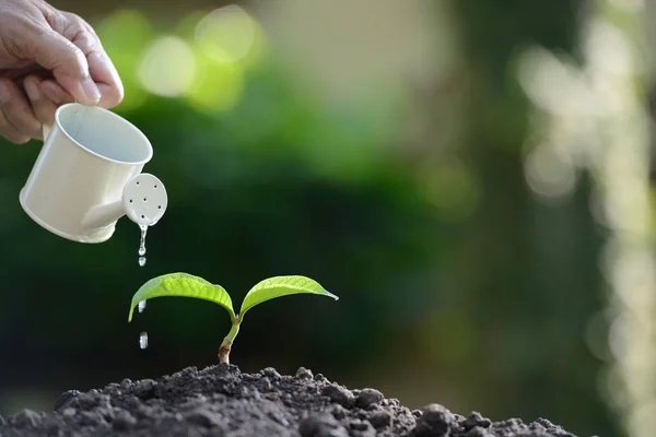 Sprout vandes fra en vandkande på naturen baggrund - Stock-foto