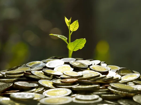 Imagem Pilha Moedas Com Planta Cima Para Negócios Economia Crescimento — Fotografia de Stock