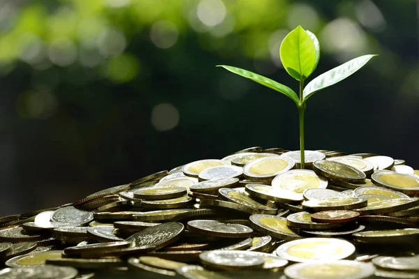 Kép Halom Érmék Növény Tetején Üzleti Megtakarítás Növekedés Gazdasági Koncepció — Stock Fotó