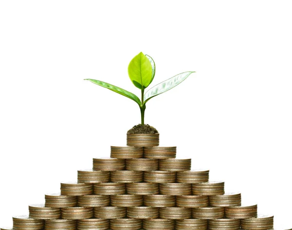 Image Pile Coins Plant Top Business Saving Growth Economic Concept — Stock Photo, Image