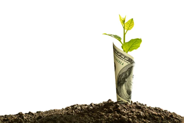 植物の成長するビジネス 白い背景で隔離の経済的概念上の銀行券のイメージ — ストック写真