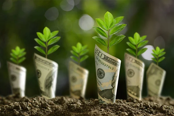 ビジネスの成長 経済概念を保存するための土壌で植物に巻いた銀行券のイメージ — ストック写真