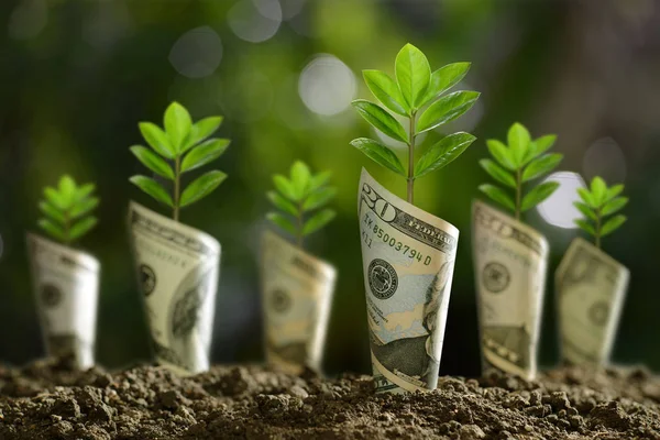 Banka notları görüntüsünü kaydetme, büyüme, ekonomik kavram iş için toprak bitkiler etrafında haddelenmiş                                                            