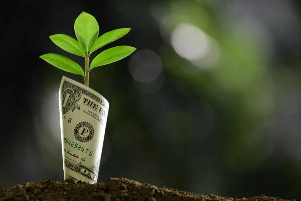 Imagem Nota Bancária Com Planta Crescendo Topo Para Negócios Economia — Fotografia de Stock