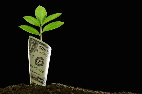 Imagem Nota Bancária Com Planta Crescendo Cima Para Negócios Economia — Fotografia de Stock