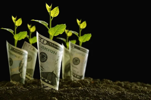 Imagem Notas Bancárias Rolou Torno Plantas Solo Para Negócios Economia — Fotografia de Stock