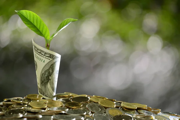 Kép Halom Érmék Hengerelt Bankjegy Növény Felső Találat Üzleti Megtakarítás — Stock Fotó