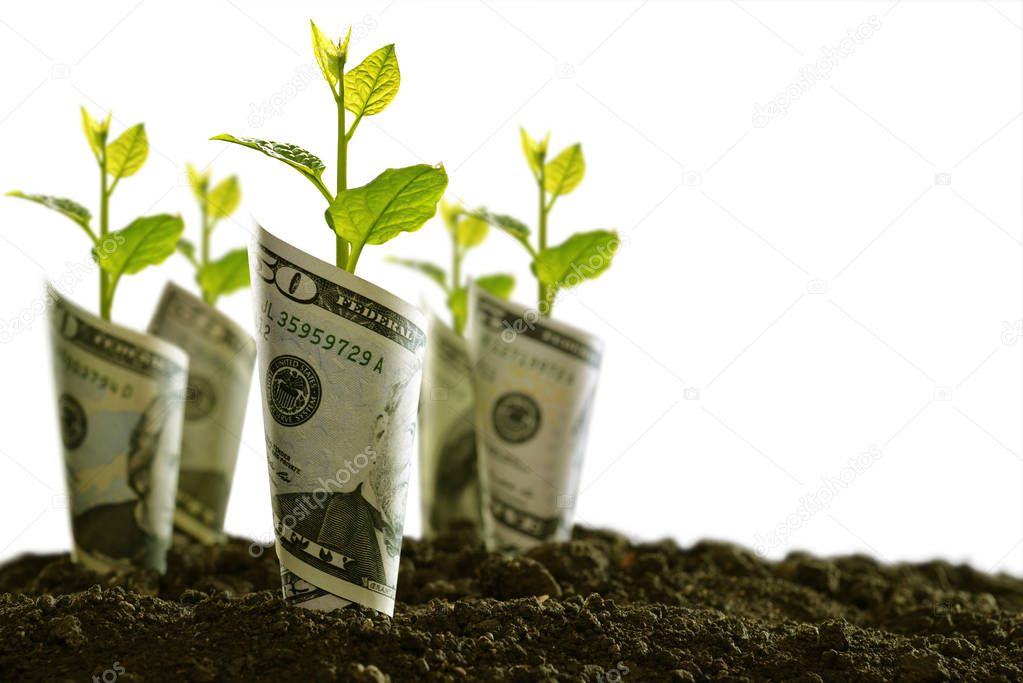 Image of bank notes rolled around plants on soil for business, saving, growth, economic concept isolated on white background                                                           