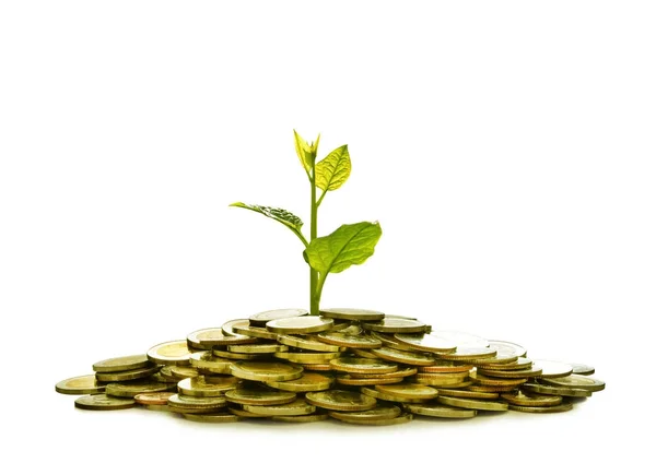 Imagine Gramada Monede Plante Partea Sus Pentru Afaceri Economisire Creștere — Fotografie, imagine de stoc