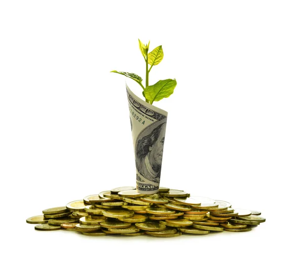 Érmék Hengerelt Bankjegy Növény Felső Találat Üzleti Kép Mentése Növekedés — Stock Fotó