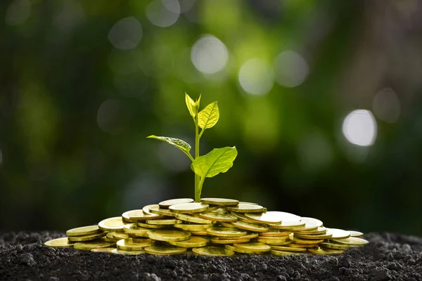 Imagem Pilha Moedas Com Planta Cima Para Negócios Economia Crescimento — Fotografia de Stock