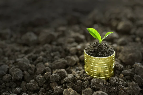 Kupie Monety Roślin Górze Dla Biznesu Zapisywanie Wzrostu Ekonomiczna Koncepcja — Zdjęcie stockowe