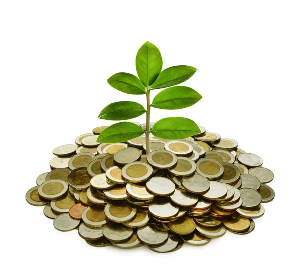Imagen Pila Monedas Con Planta Parte Superior Para Negocios Ahorro — Foto de Stock