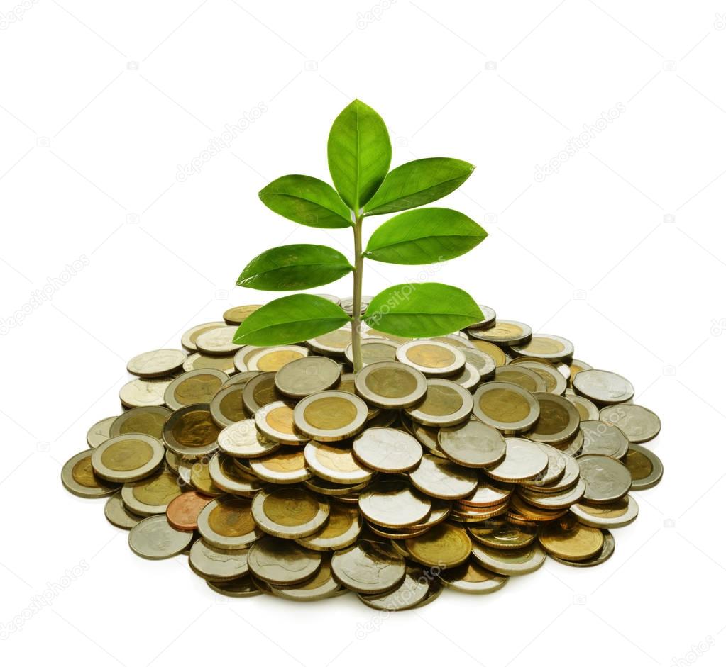 Image of pile of coins with plant on top for business, saving, growth, economic concept isolated on white background