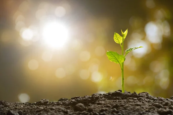 Young Plant Morning Light Nature Background — Stock Photo, Image