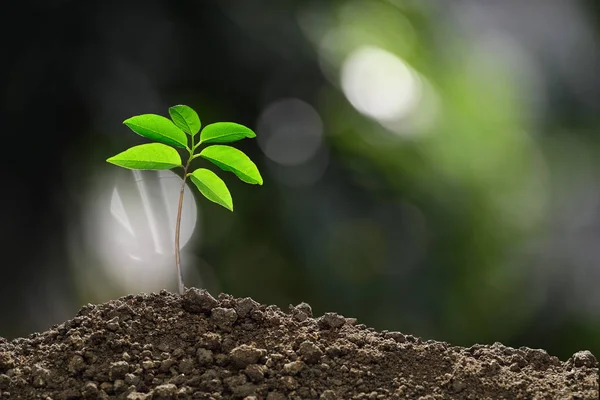 Jovem Planta Luz Manhã Fundo Natureza — Fotografia de Stock