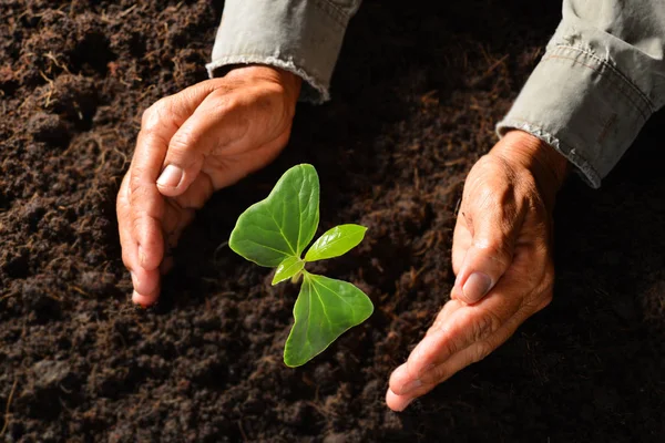 Mains Tenant Soignant Une Jeune Plante Verte — Photo