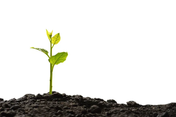 Green Sprout Growing Out Soil Isolated White Background — Stock Photo, Image