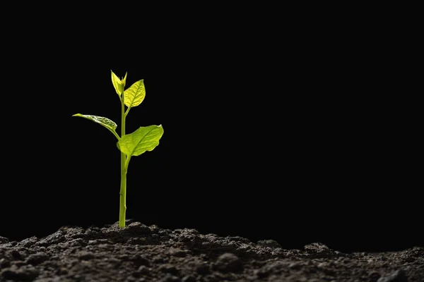 Green Sprouts Growing Out Soil Morning Light Black Background — Stock Photo, Image