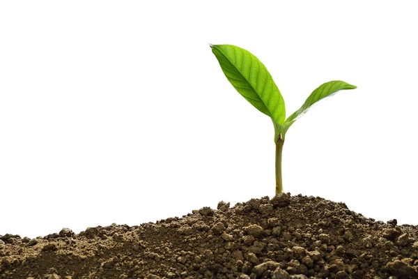 Groene Spruit Groeit Uit Bodem Geïsoleerd Witte Achtergrond — Stockfoto