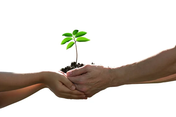 Két Kéz Tartja Össze Zöld Fiatal Növény Elszigetelt Fehér Background — Stock Fotó