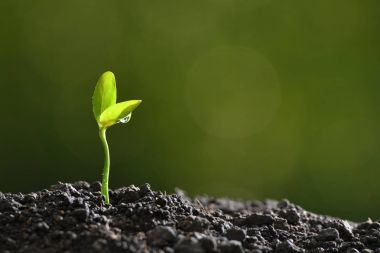 Sabahın köründe topraktan çıkan genç bir bitki.
