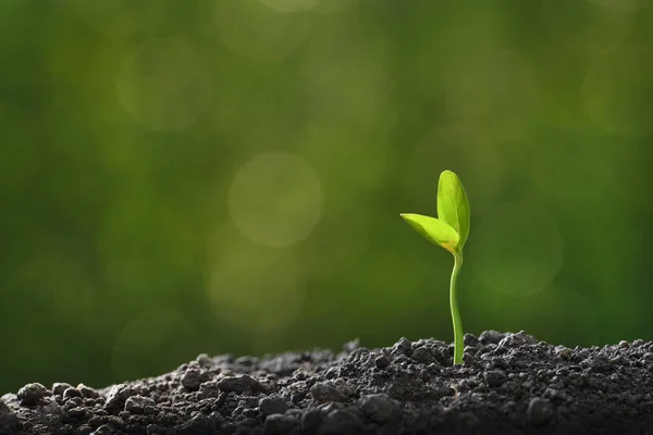 Jungpflanze Morgenlicht Wächst Aus Der Erde — Stockfoto