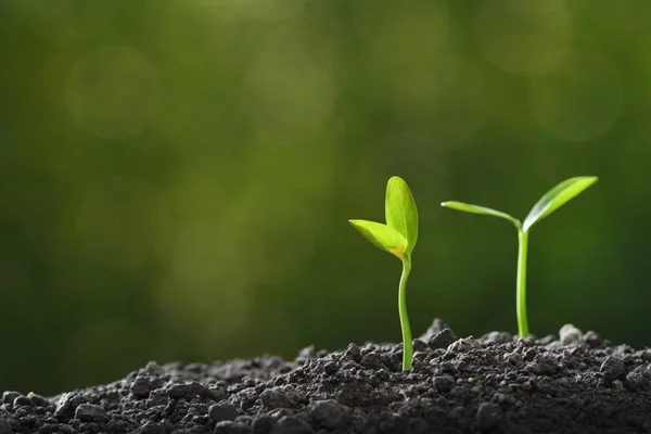 Jungpflanze Morgenlicht Wächst Aus Der Erde — Stockfoto