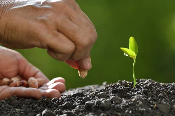 Die Hand Des Bauern Pflanzt Einen Samen Die Erde — Stockfoto