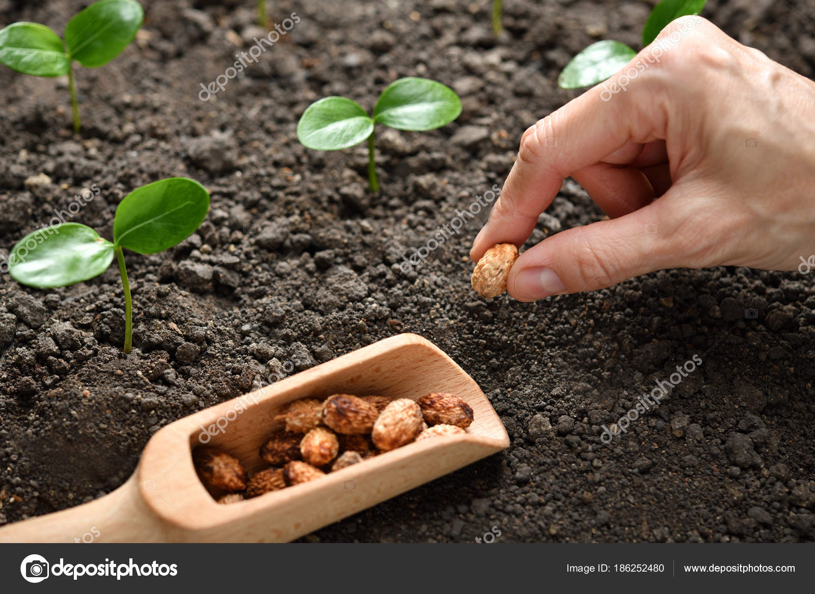 Farmer's Hand Planting Seeds Soil Stock Photo by ©amenic181 186252480