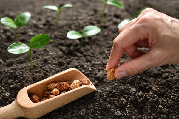 Farmer Ręka Sadzenia Nasion Glebie — Zdjęcie stockowe