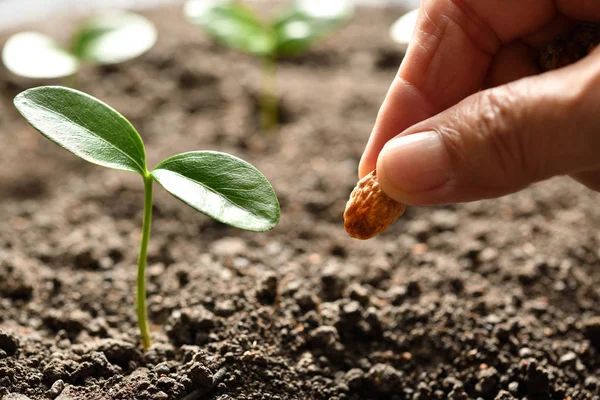 Die Hand Des Bauern Pflanzt Einen Samen Die Erde — Stockfoto